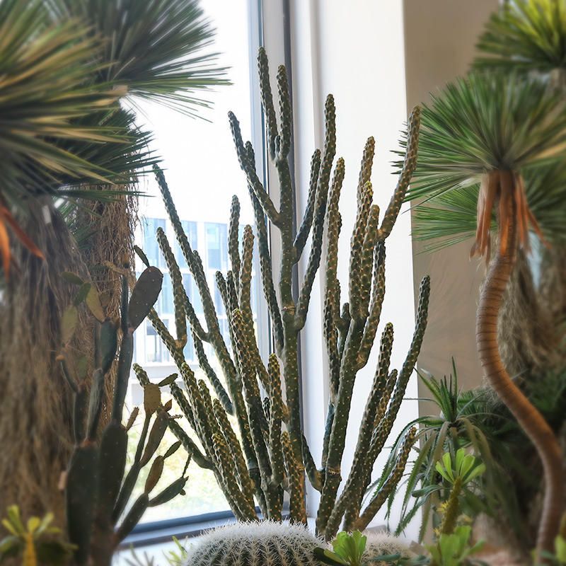 Columnar Cactus Potted Plant