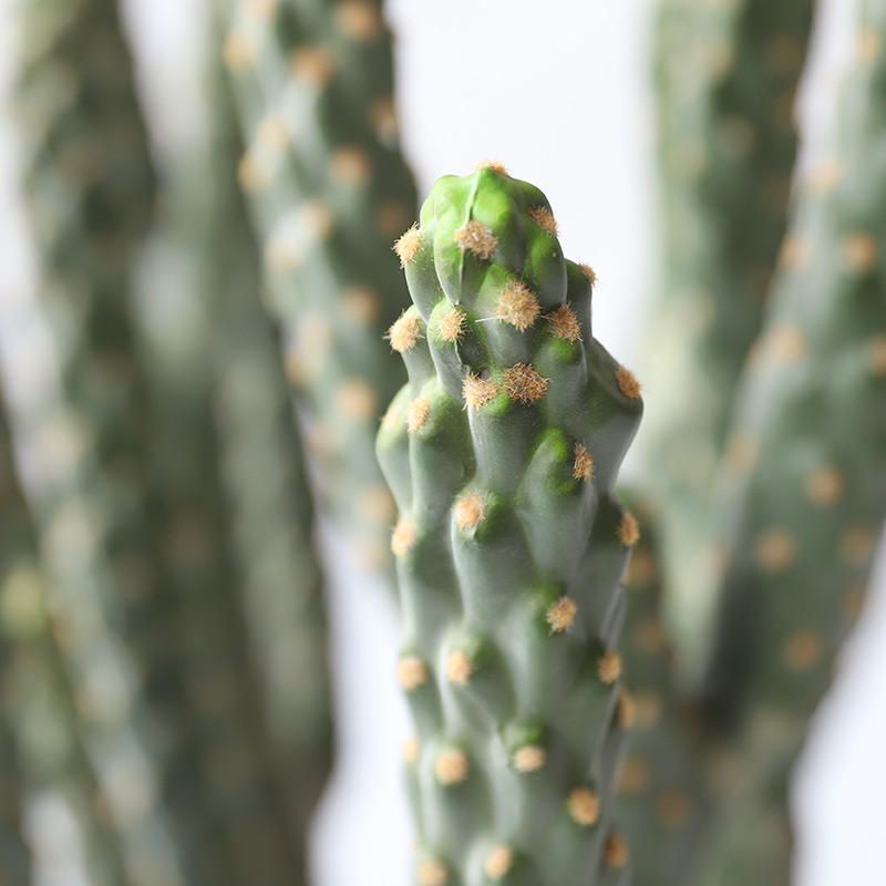 Columnar Cactus Potted Plant