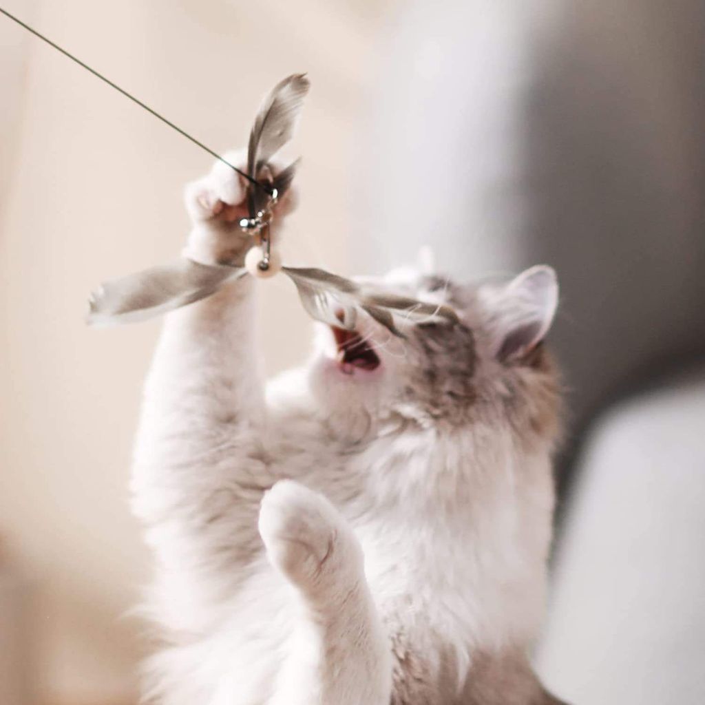 Cat Temptation Toy