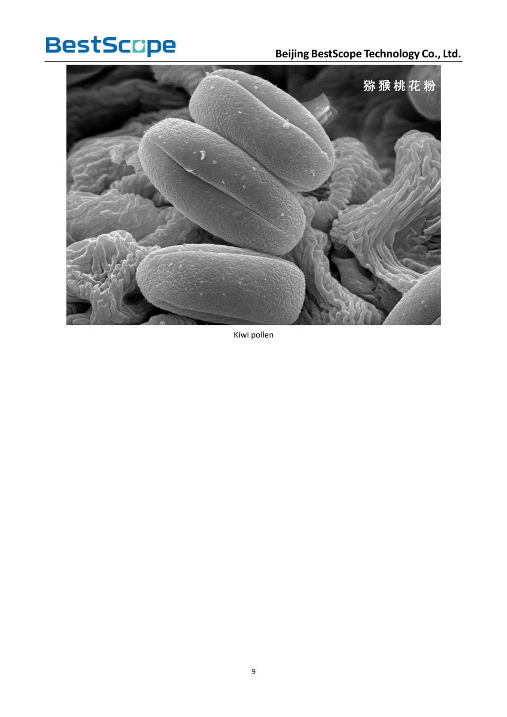 BSEM-691 Tungsten Filament Scanning Electron Microscope